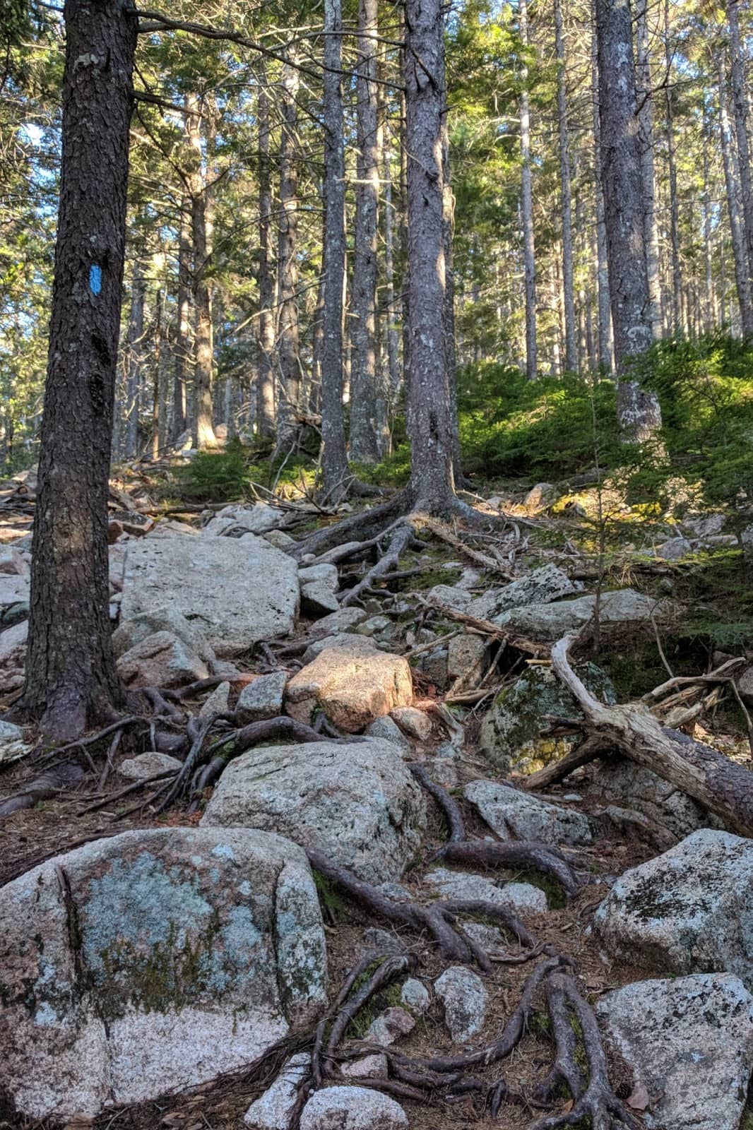 pemetic north ridge trail