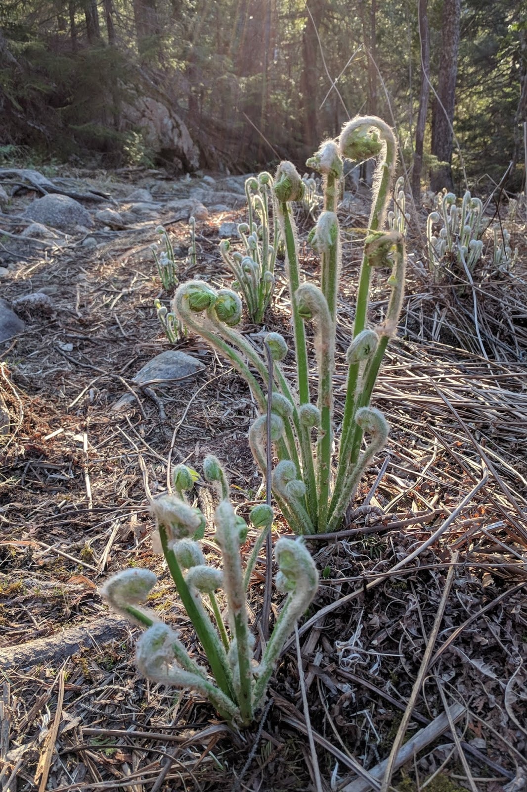 fiddleheads acadia national park