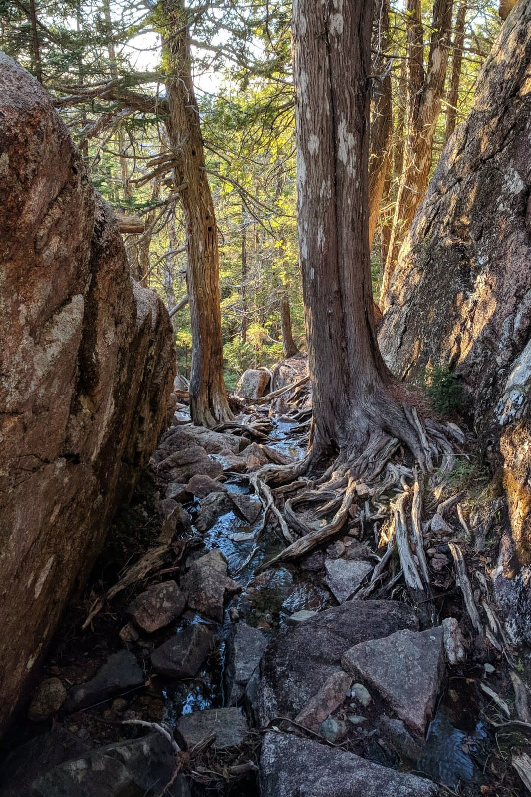pemetic northwest trail
