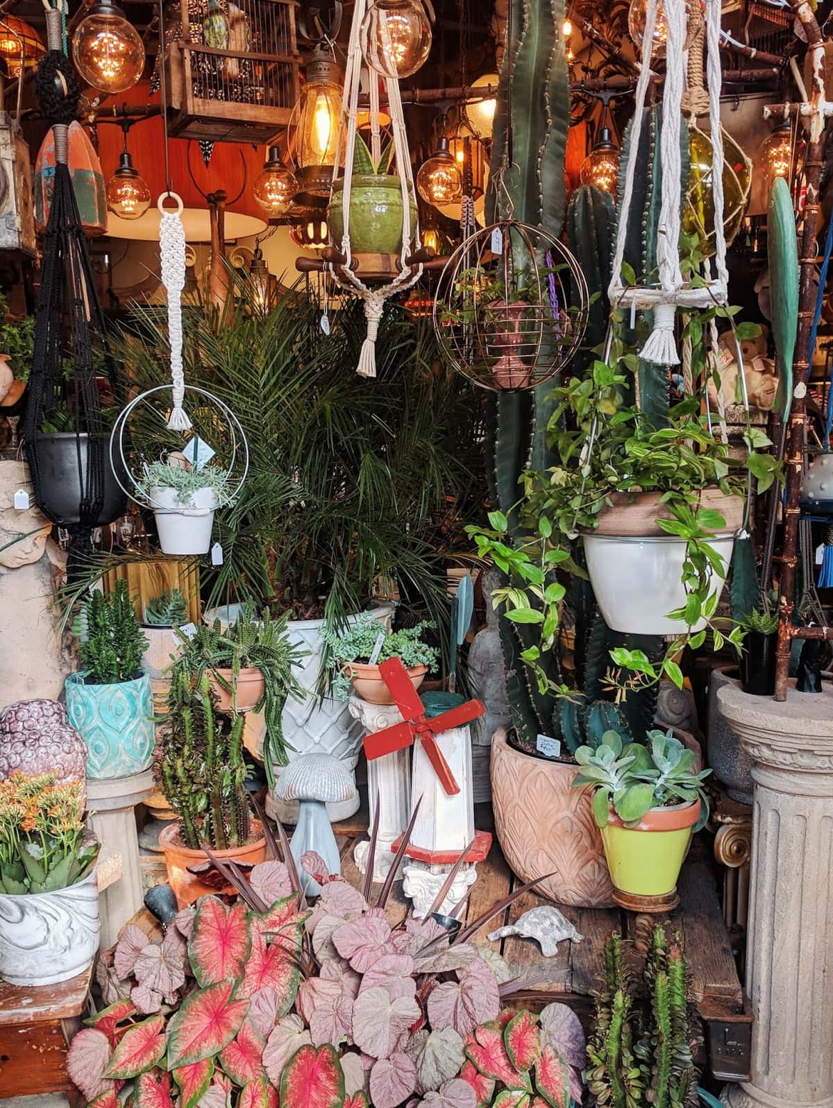mark your spot interior with abundant hanging plants