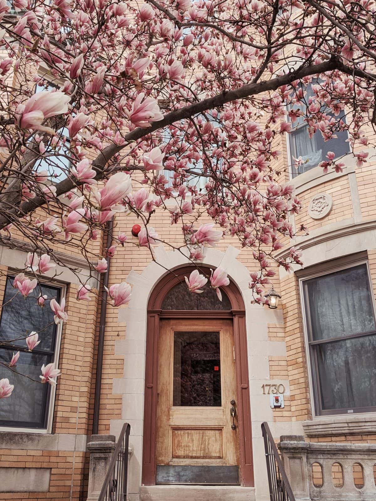 Magnolia trees in Boston