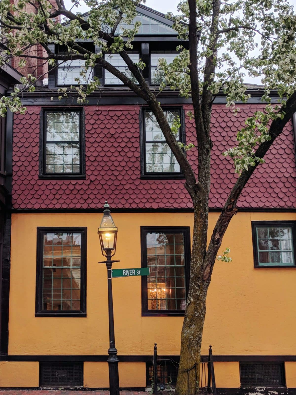 The orange and purple house in Beacon Hill, framed by a white flowering tree