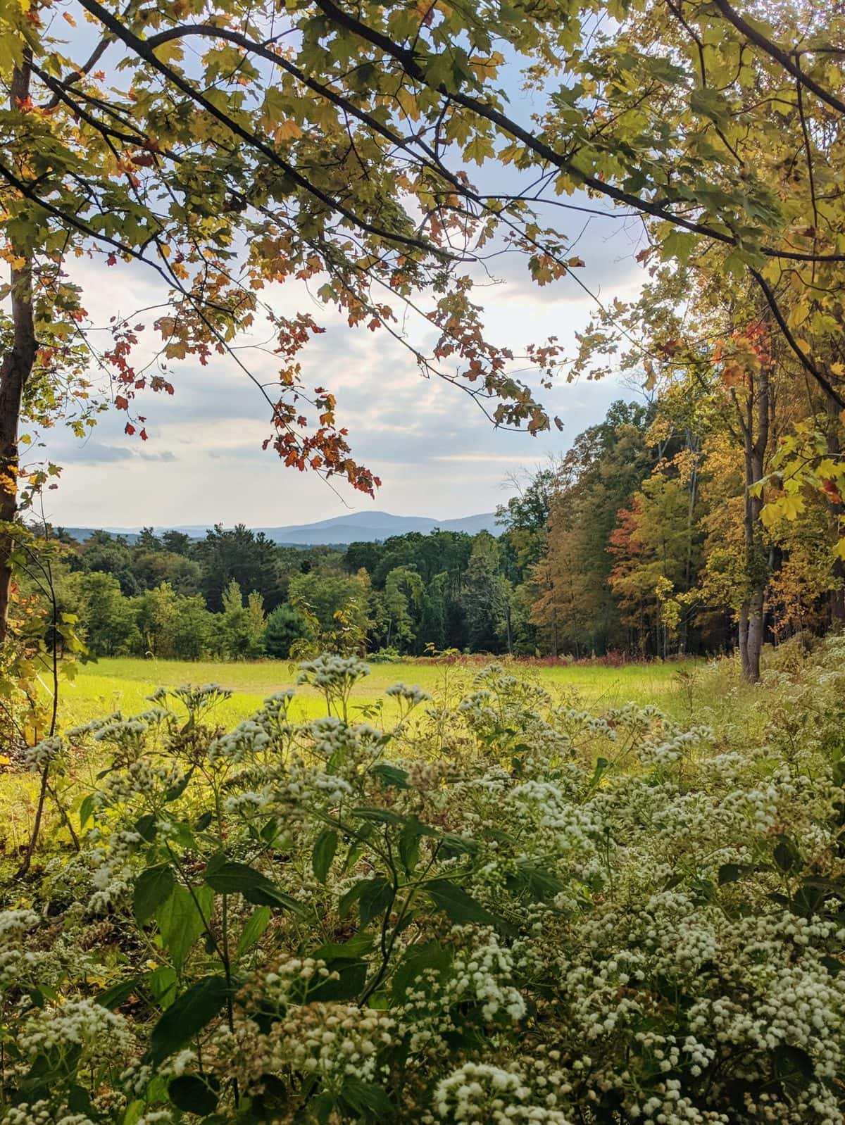 Lenox MA mountain and wildflower view