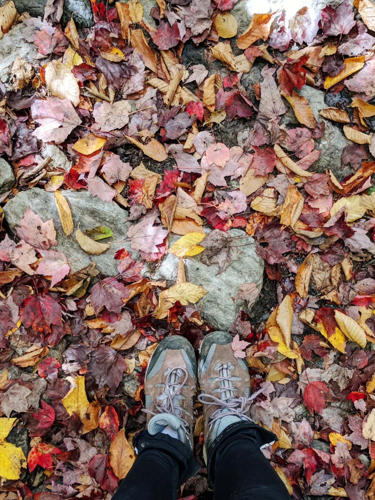 Mt Greylock hiking - colorfall fall leaves on the trail