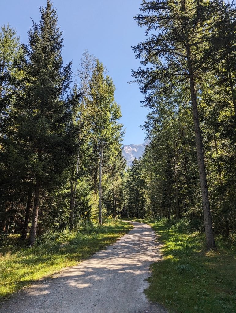 The trail through the woods