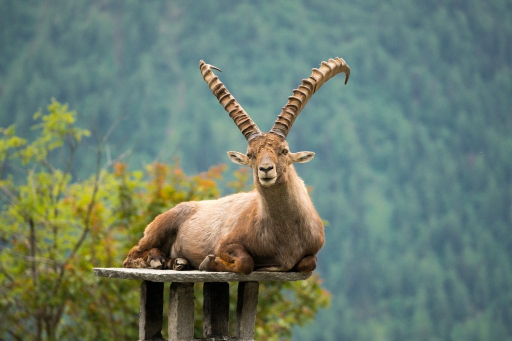 Mountain goat in Parc du Merlet