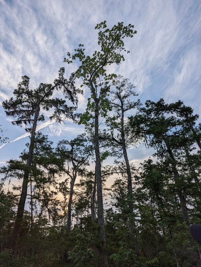 Tree silhouettes at sunset at Barataria Preserve