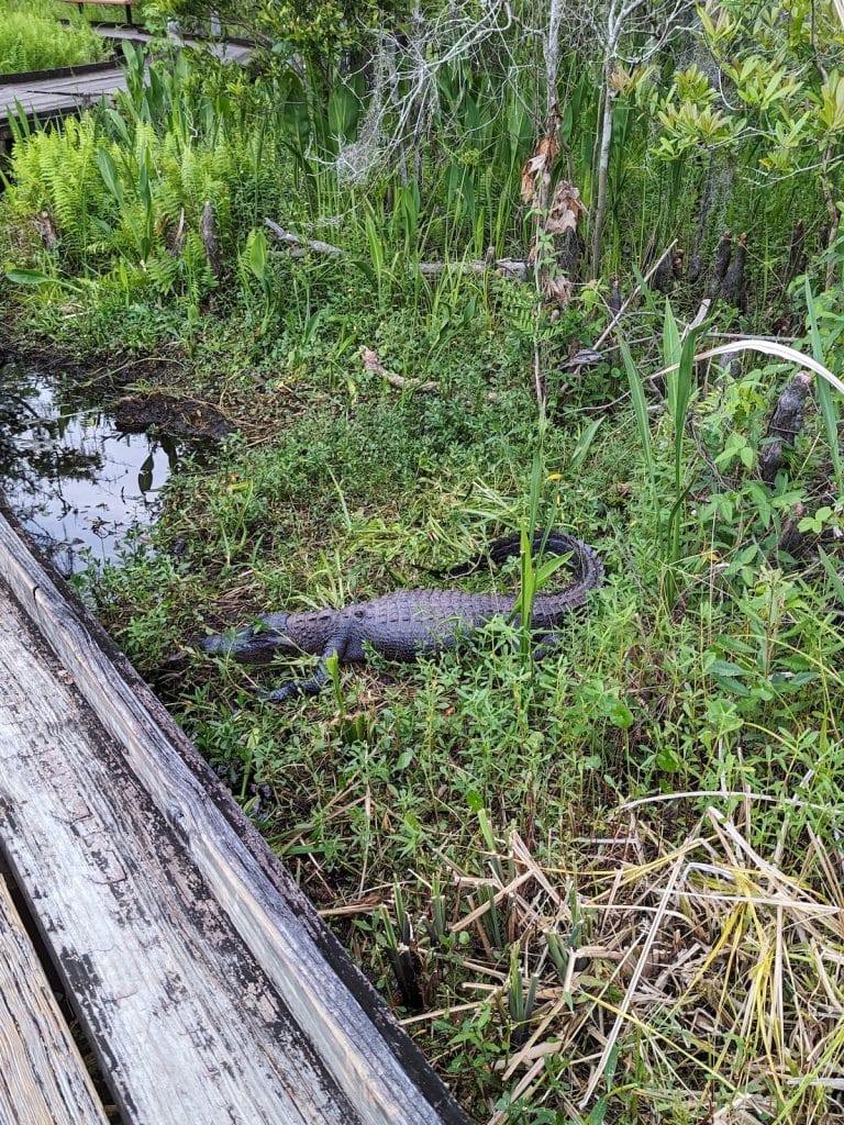 Alligator at Barataria Preserve