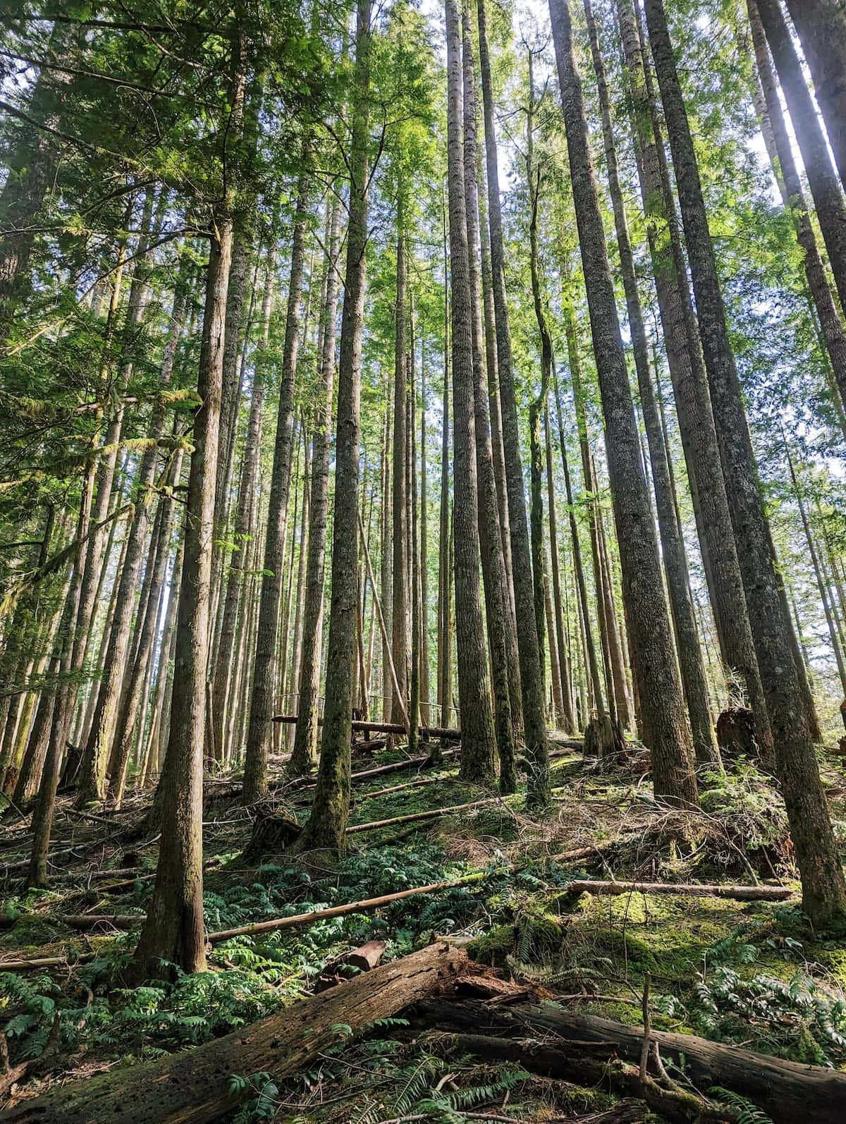 Tall trees with light shining through them