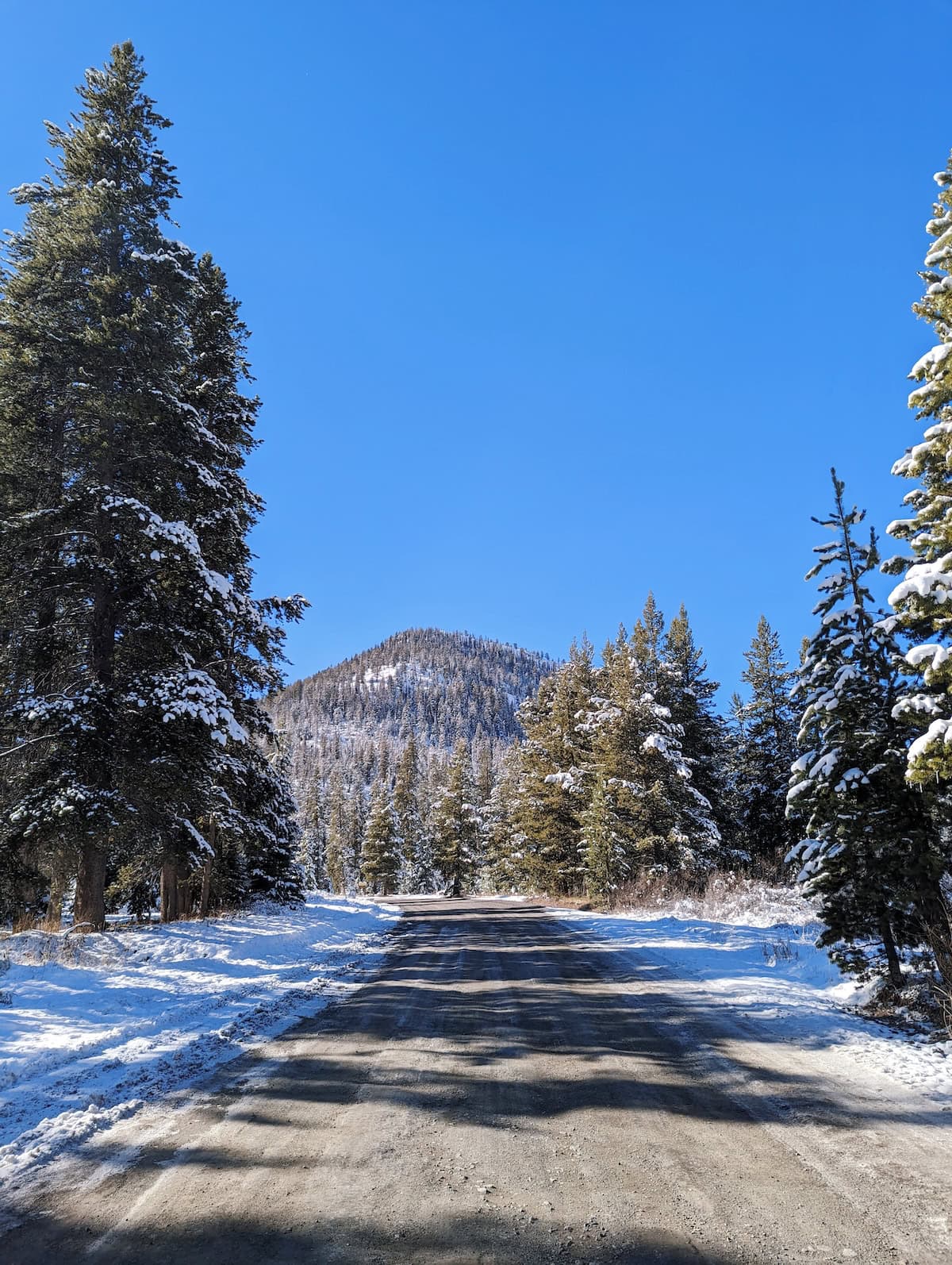 Snow on Trail Creek Road