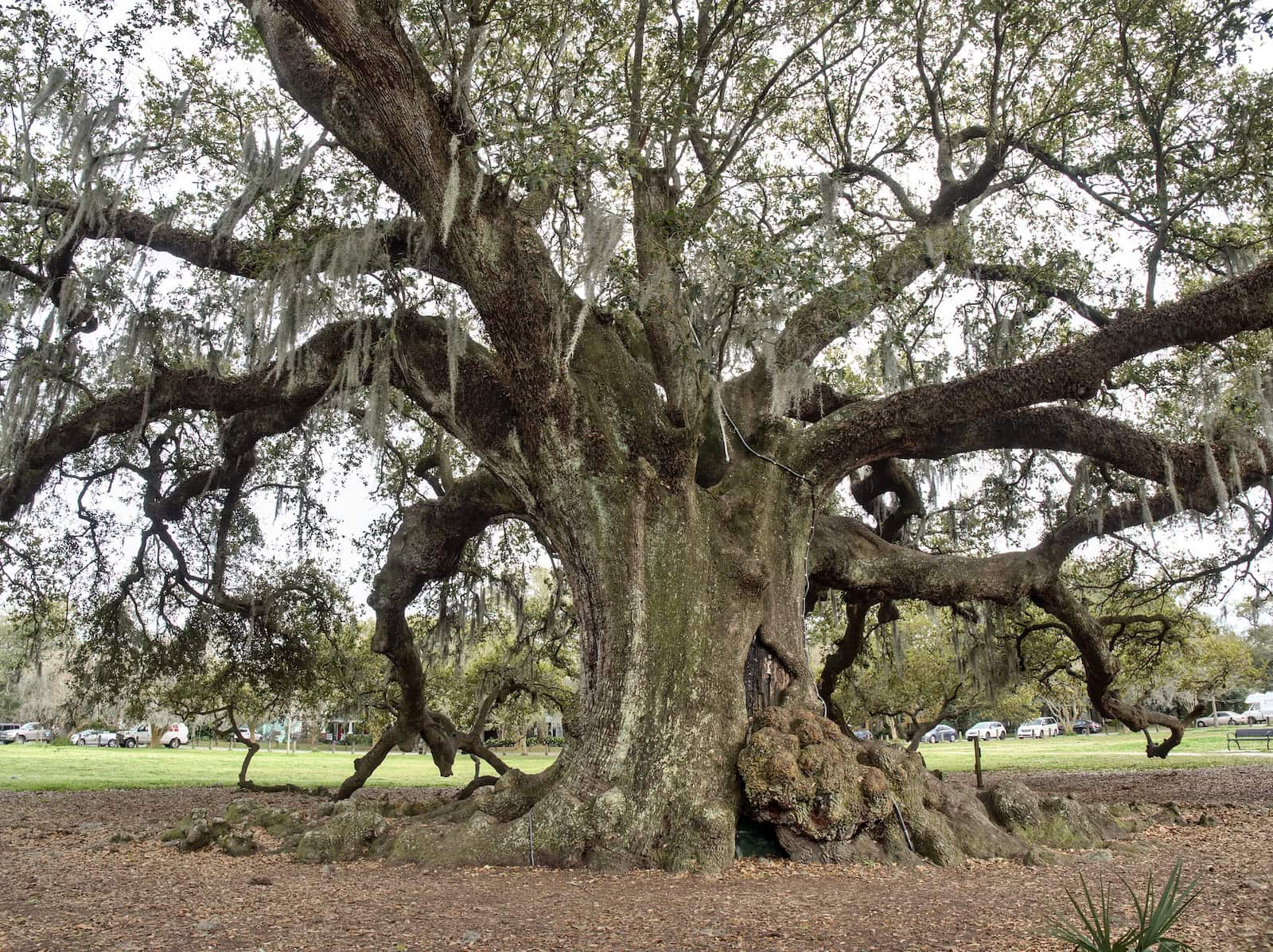 Massive oak called the Tree of Life in New Orleans