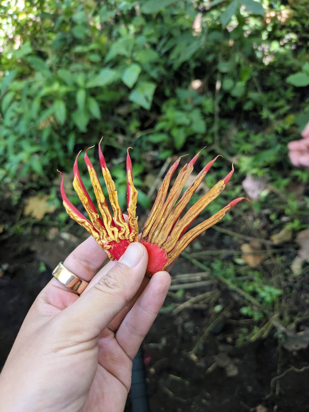 Holding the Devil's Hand tree stamen