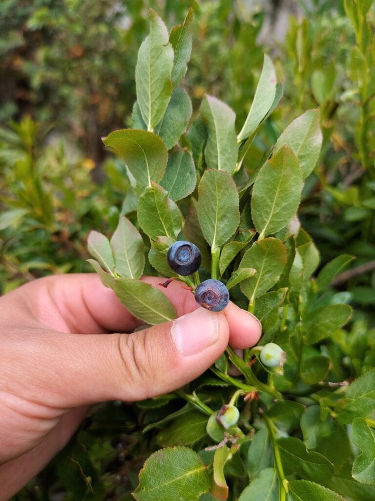 Wild blueberries on the trail