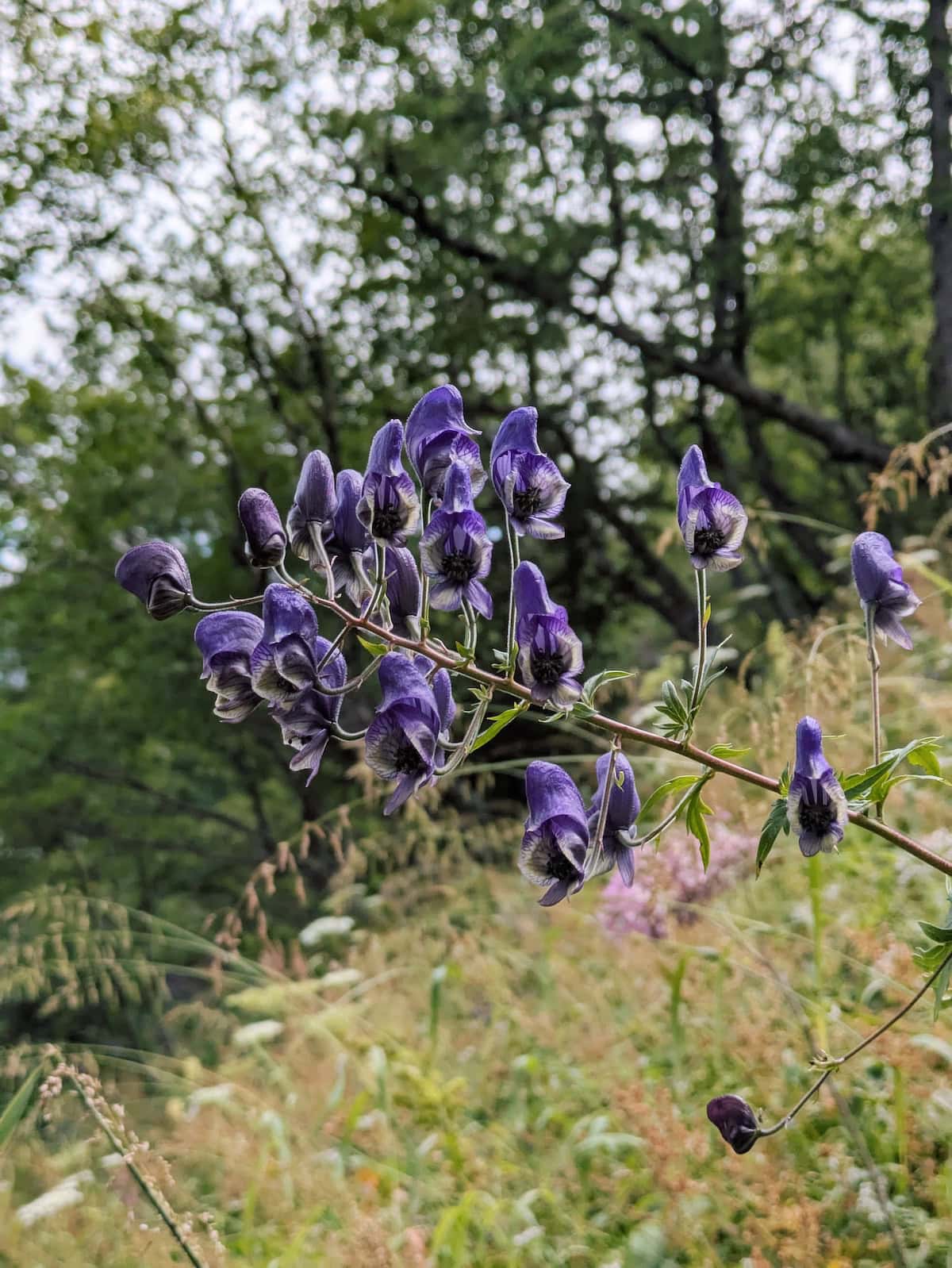 Purple flowers