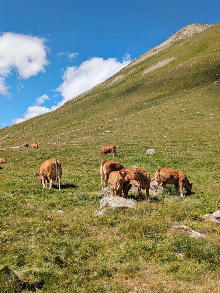 Cows grazing in a mountain field