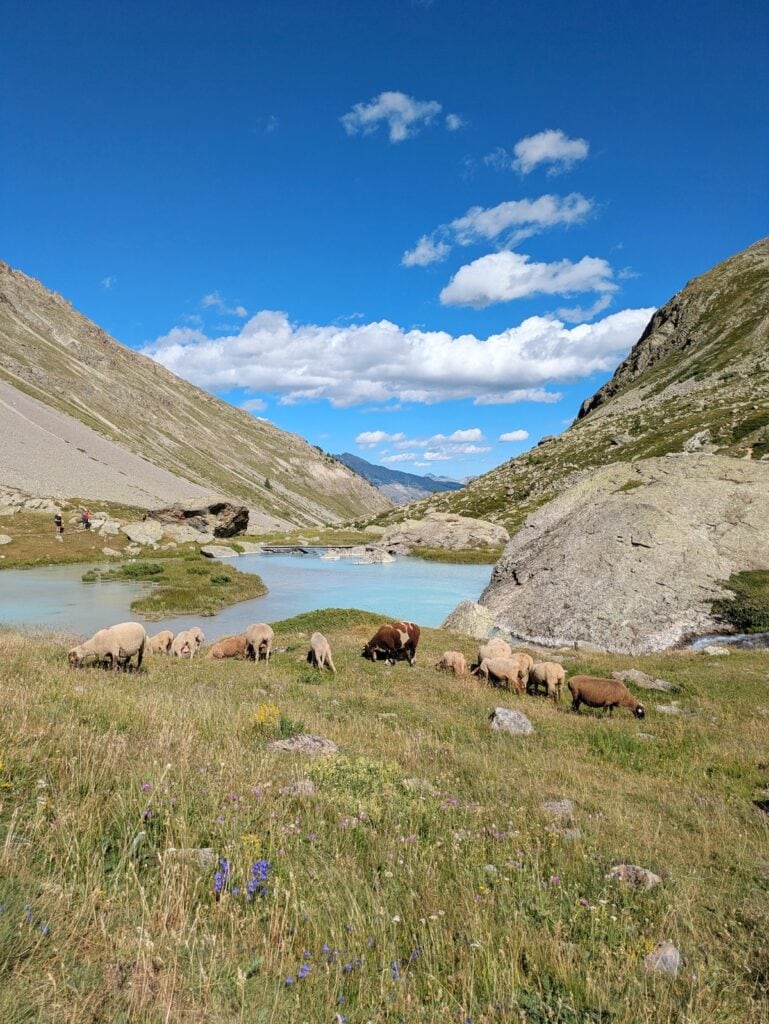 Sheep grazing by a mint pond