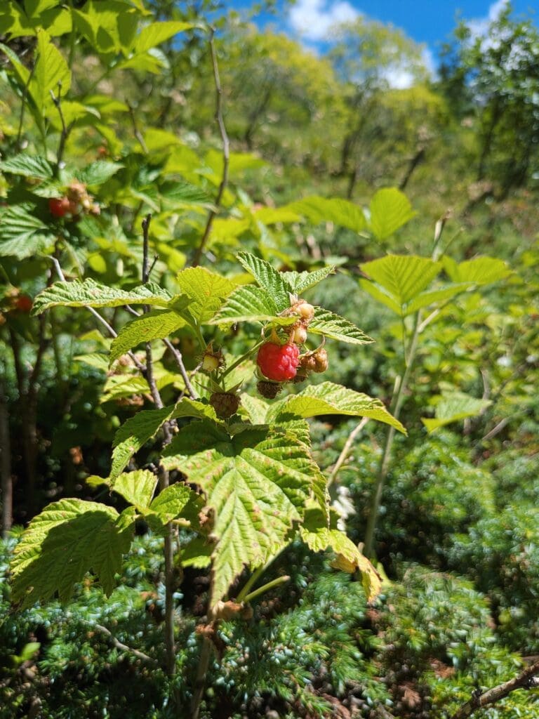 Wild raspberries on the trail