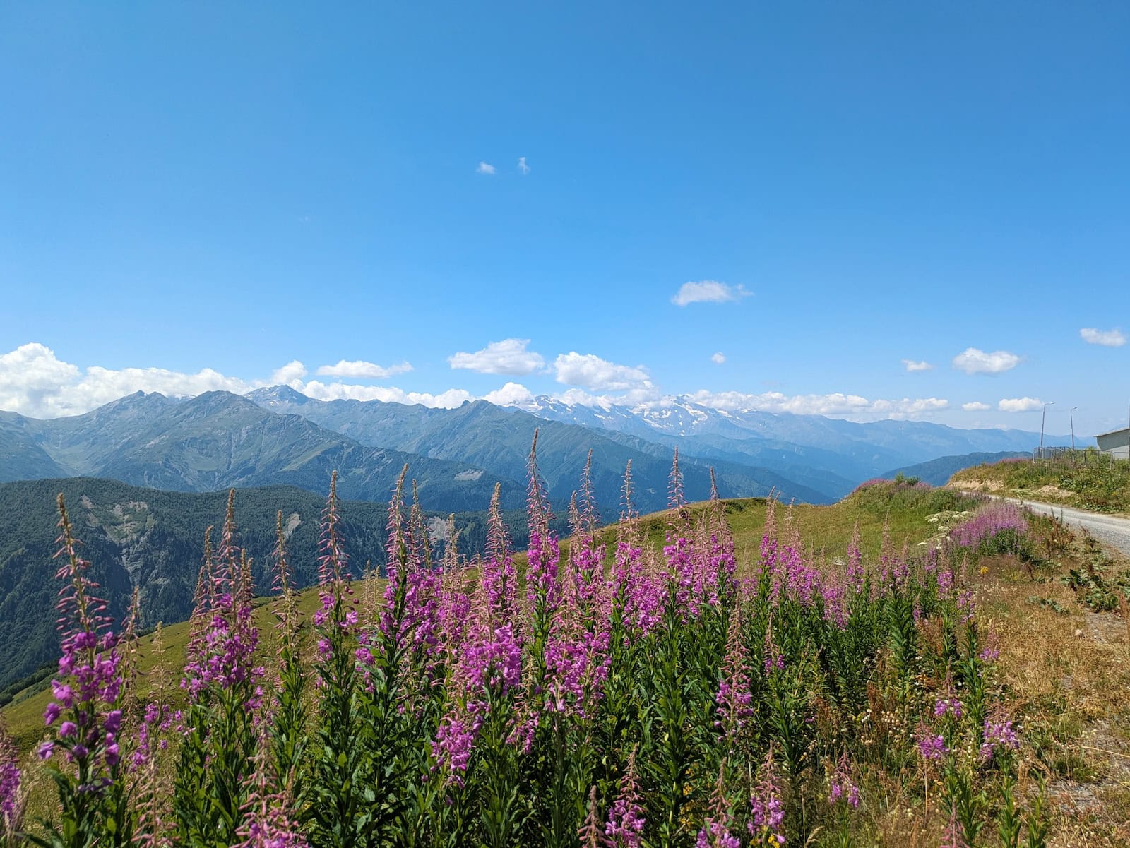 Fireweed in the Georgian Mountains