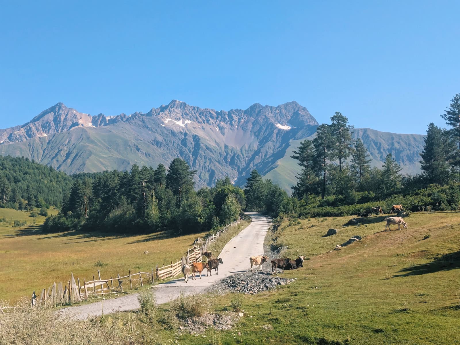 View of the cows grazing with mountains in the background when leaving Tsvirmi