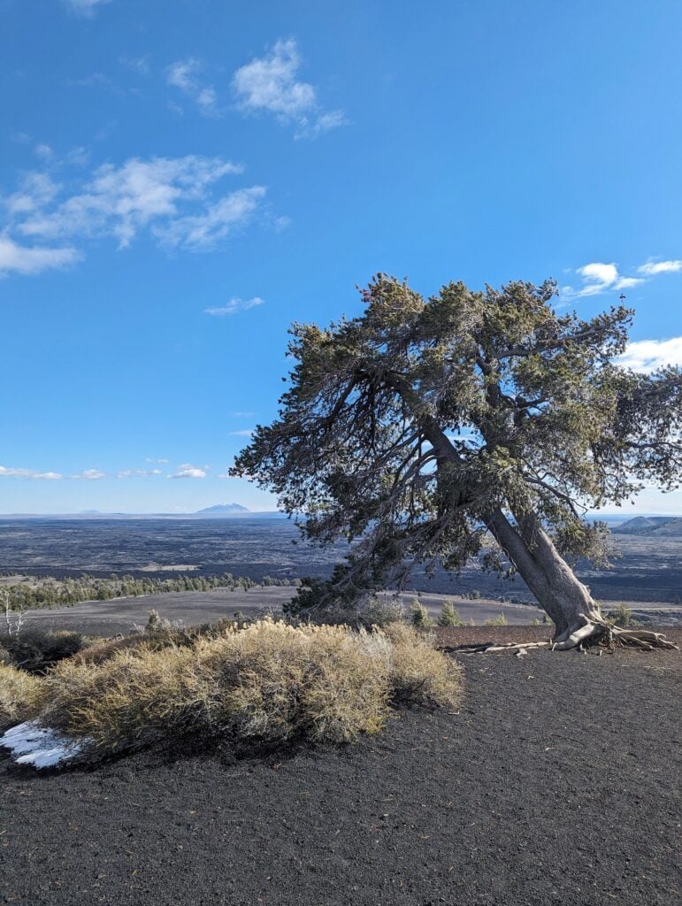 Tree on top of a hill in Craters of the Moon National Monument