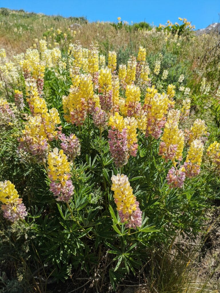 Pink and yellow lupines in Idaho