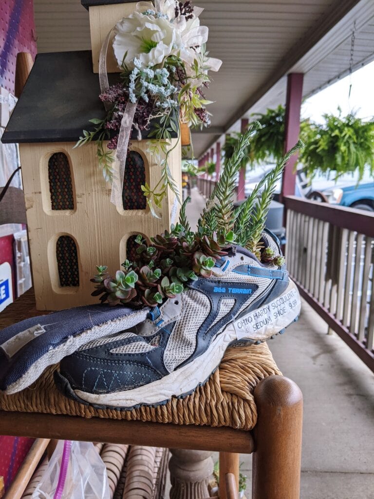 Running shoe repurposed into a succulent planter